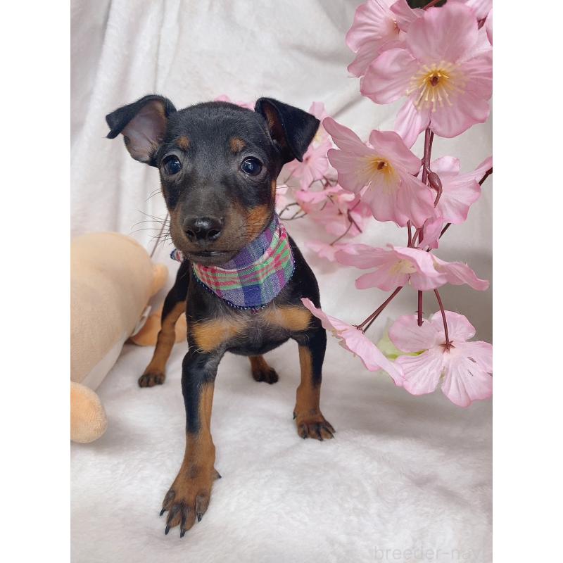 成約済の千葉県のトイマンチェスターテリア-435922の2枚目