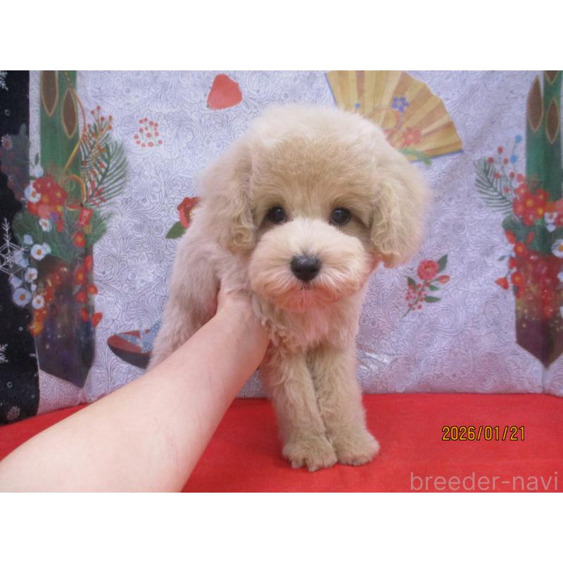 成約済の鳥取県のマルプー:マルチーズ×トイプードル-437659の2枚目