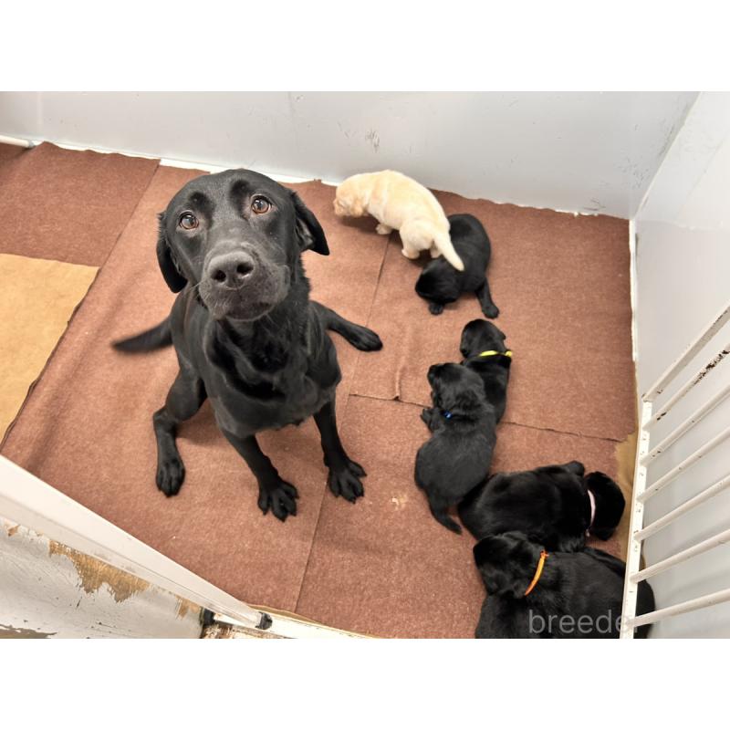 販売中の群馬県のラブラドールレトリーバー-441716の3枚目