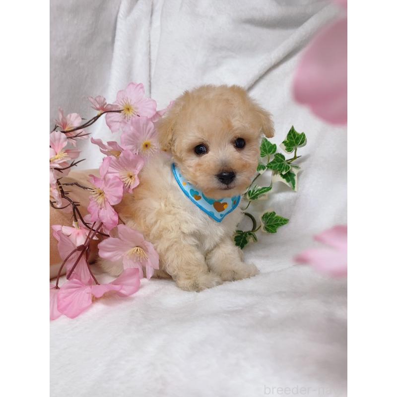 販売中の千葉県のタイニープードル-435468の5枚目