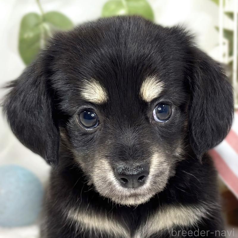 販売中の滋賀県のチワックス:チワワ×ミニチュアダックスフンド-441150