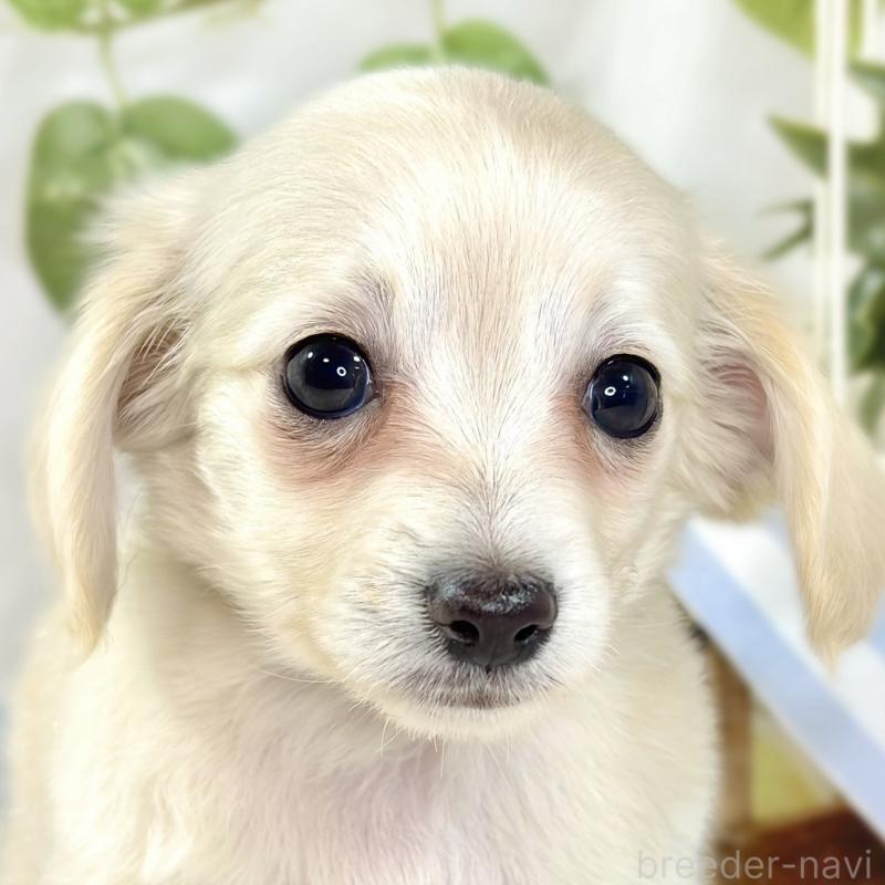 販売中の滋賀県のチワックス:チワワ×ミニチュアダックスフンド-441152