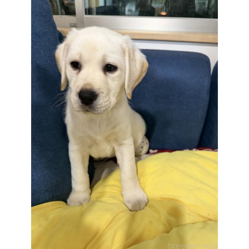 販売中の茨城県のラブラドールレトリーバー-441722の3枚目