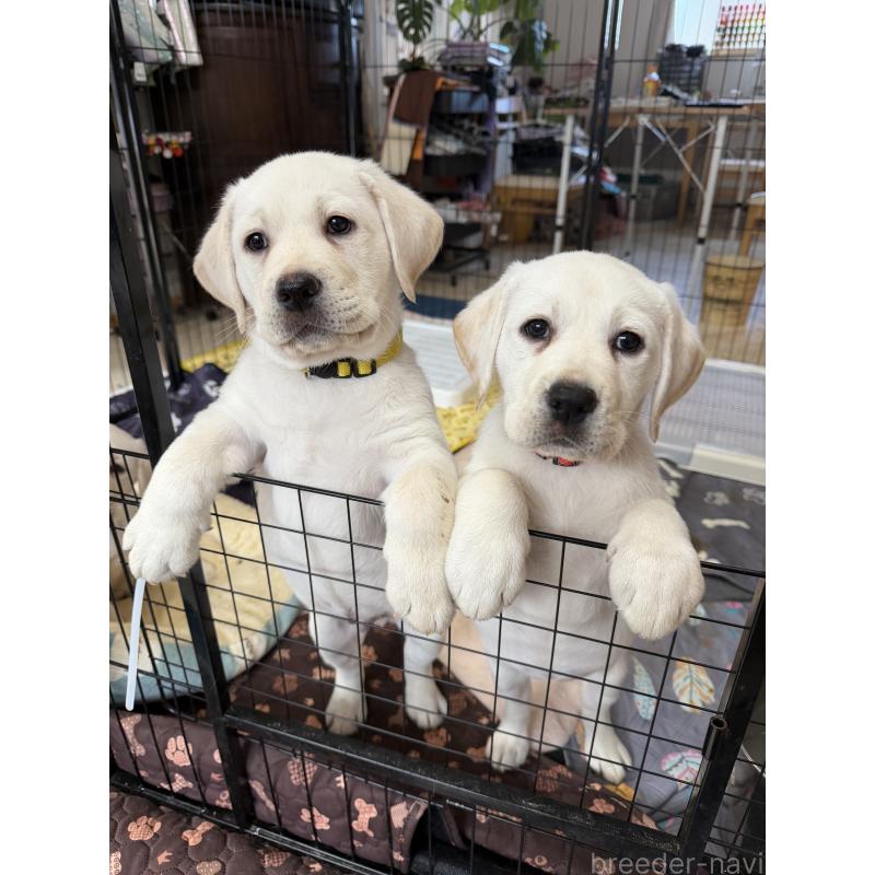 販売中の茨城県のラブラドールレトリーバー-441722の2枚目