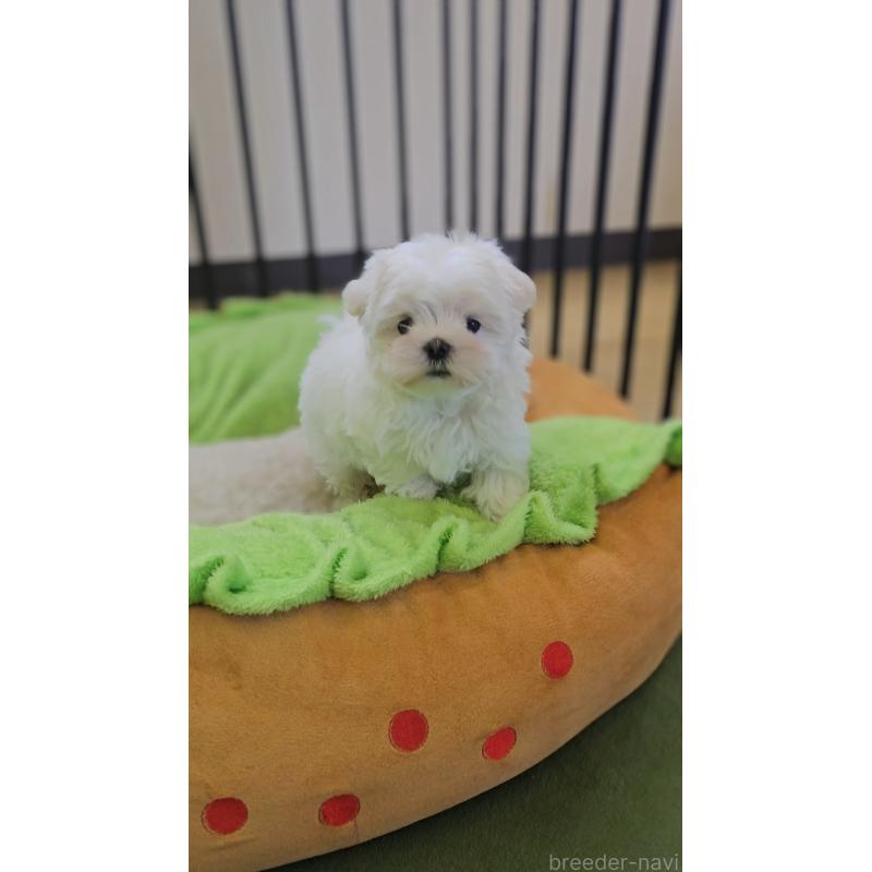 販売中の兵庫県のマルチーズ-441723の5枚目