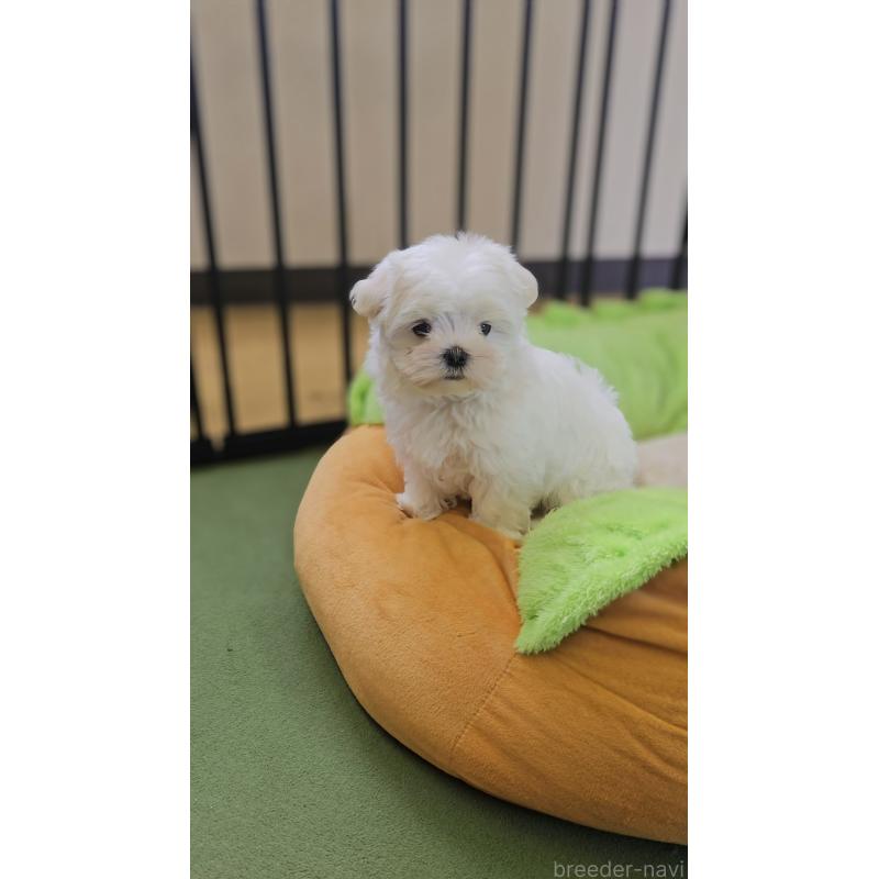 販売中の兵庫県のマルチーズ-441723の4枚目