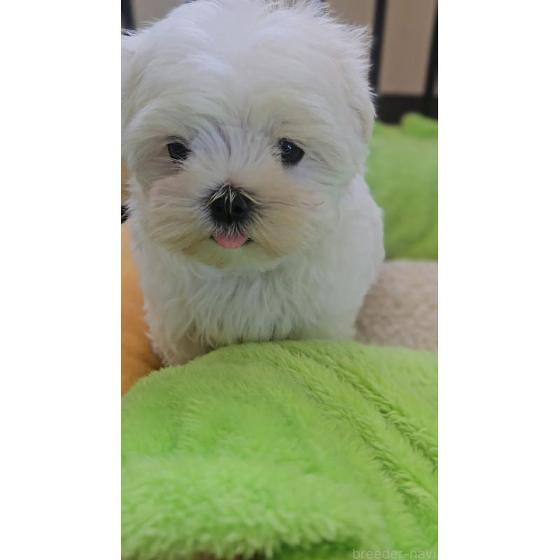 販売中の兵庫県のマルチーズ-441723の2枚目