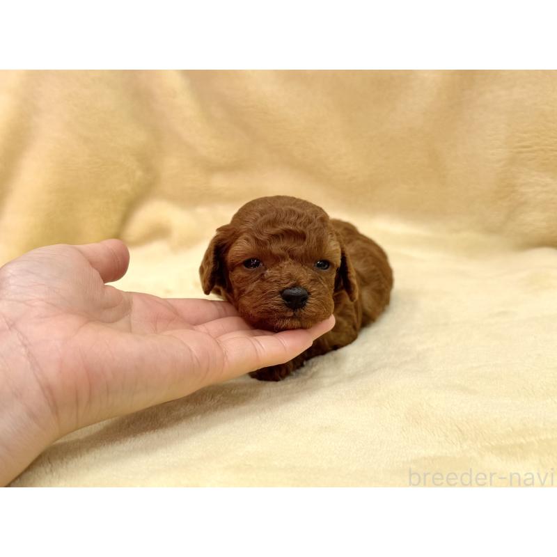 販売中の愛知県のタイニープードル-441724の14枚目