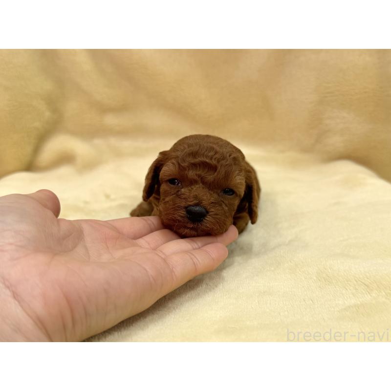 販売中の愛知県のタイニープードル-441724の13枚目