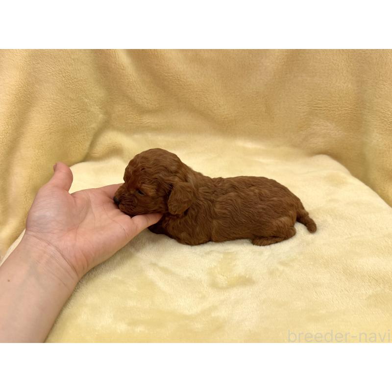 販売中の愛知県のタイニープードル-441724の12枚目