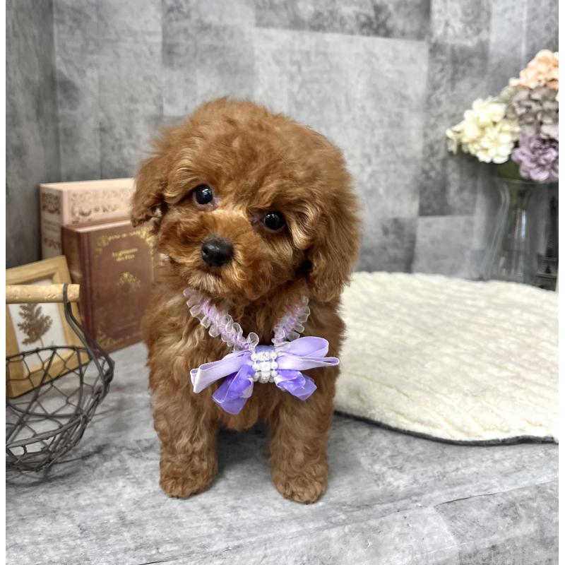 販売中の愛知県のタイニープードル-441724の9枚目