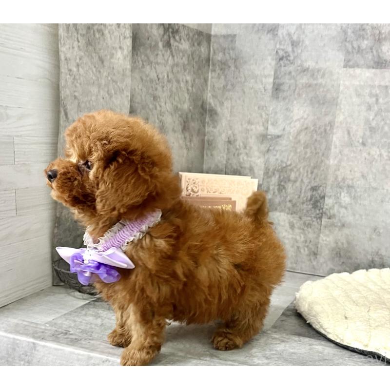 販売中の愛知県のタイニープードル-441724の8枚目