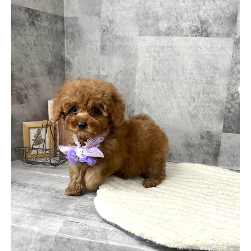 販売中の愛知県のタイニープードル-441724の6枚目