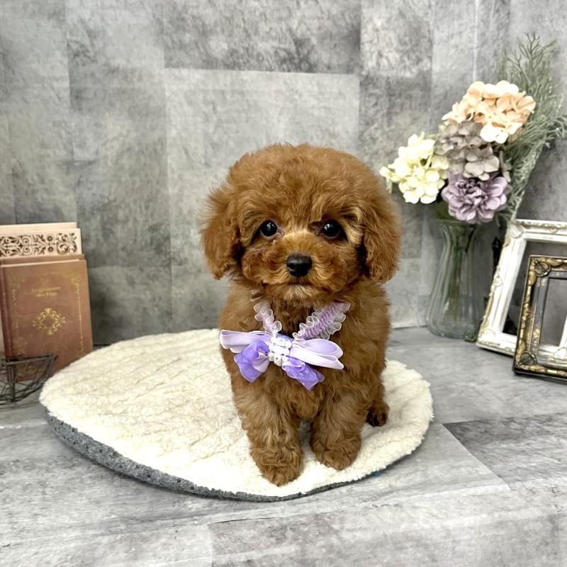 販売中の愛知県のタイニープードル-441724の5枚目