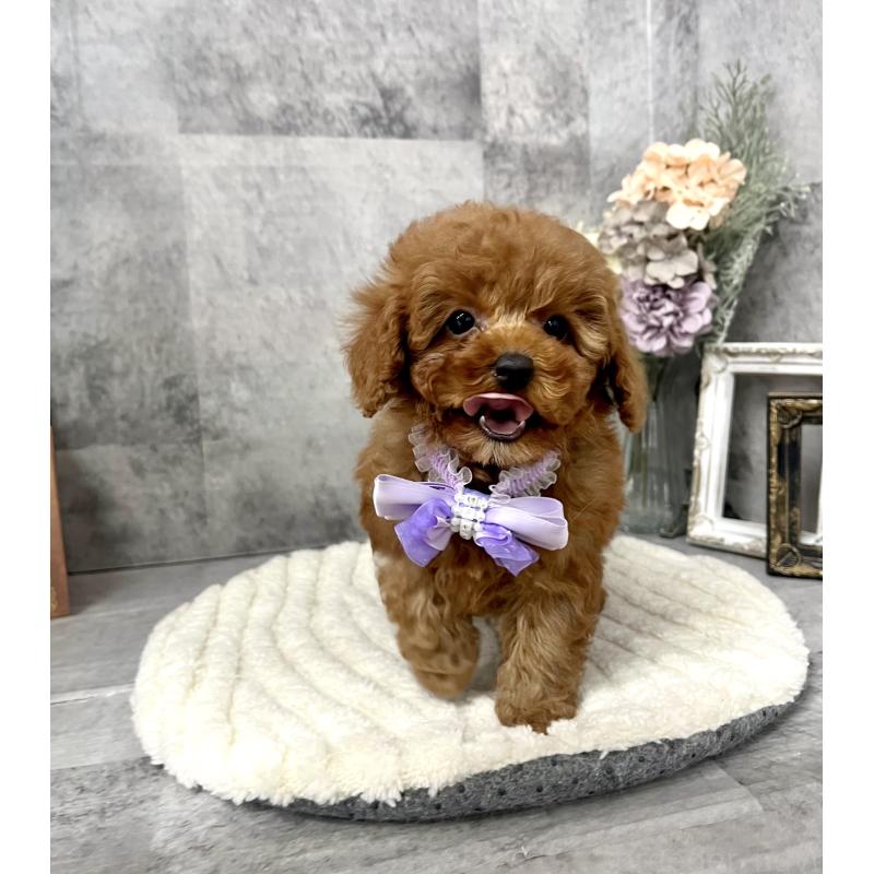 販売中の愛知県のタイニープードル-441724の4枚目