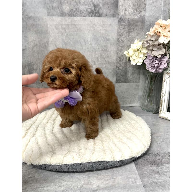 販売中の愛知県のタイニープードル-441724の3枚目