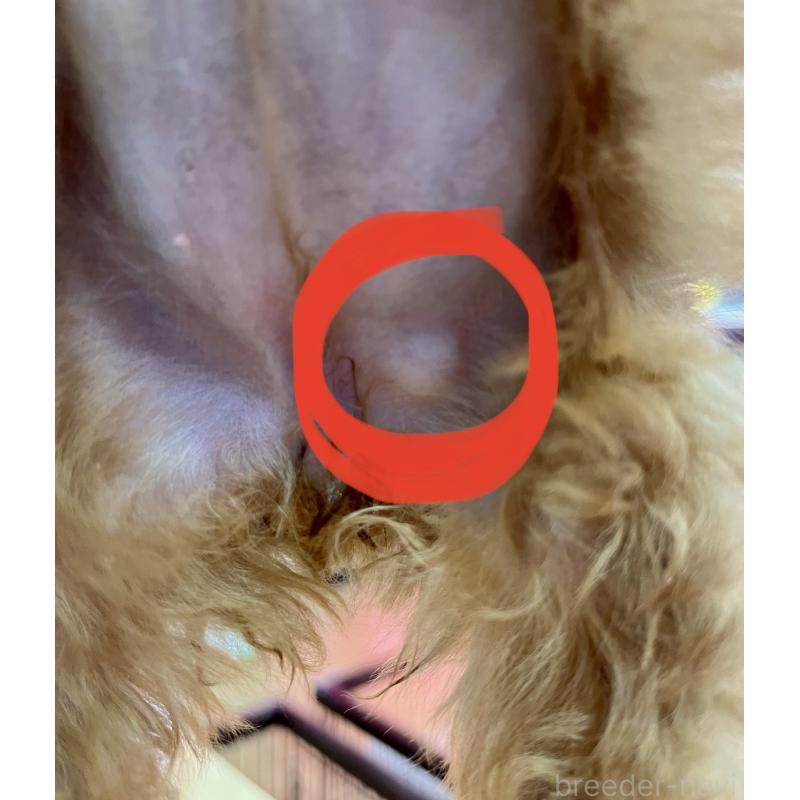 販売中の愛知県のタイニープードル-441724の2枚目