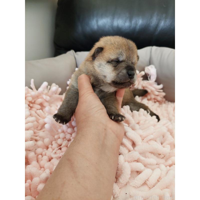 販売中の高知県の豆柴-438727の5枚目