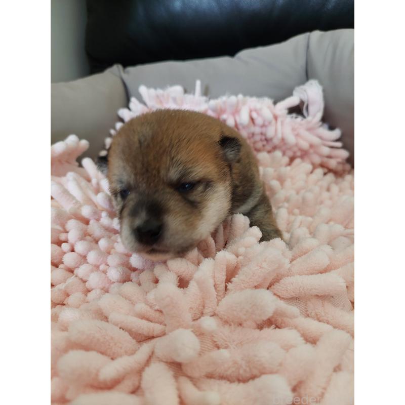 販売中の高知県の豆柴-438727の4枚目