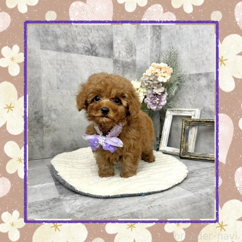 販売中の愛知県のタイニープードル-441724の1枚目