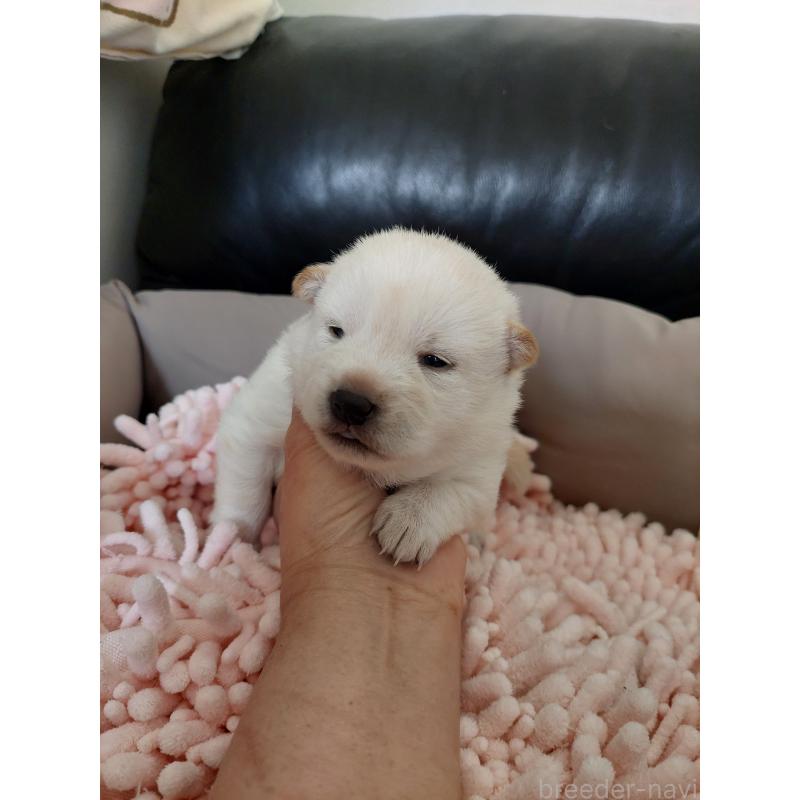 販売中の高知県の豆柴-438726の4枚目