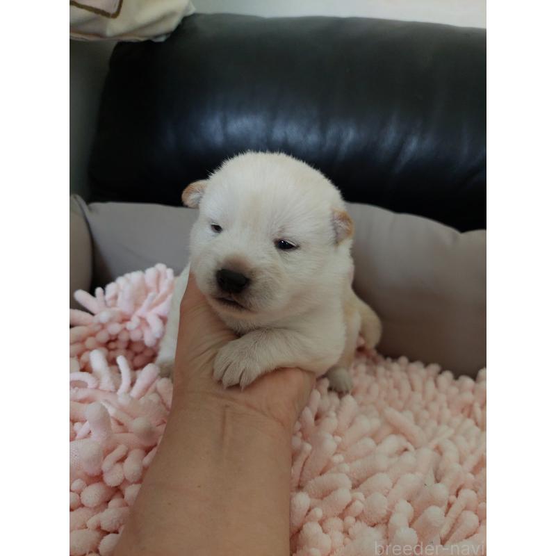 販売中の高知県の豆柴-438726の3枚目