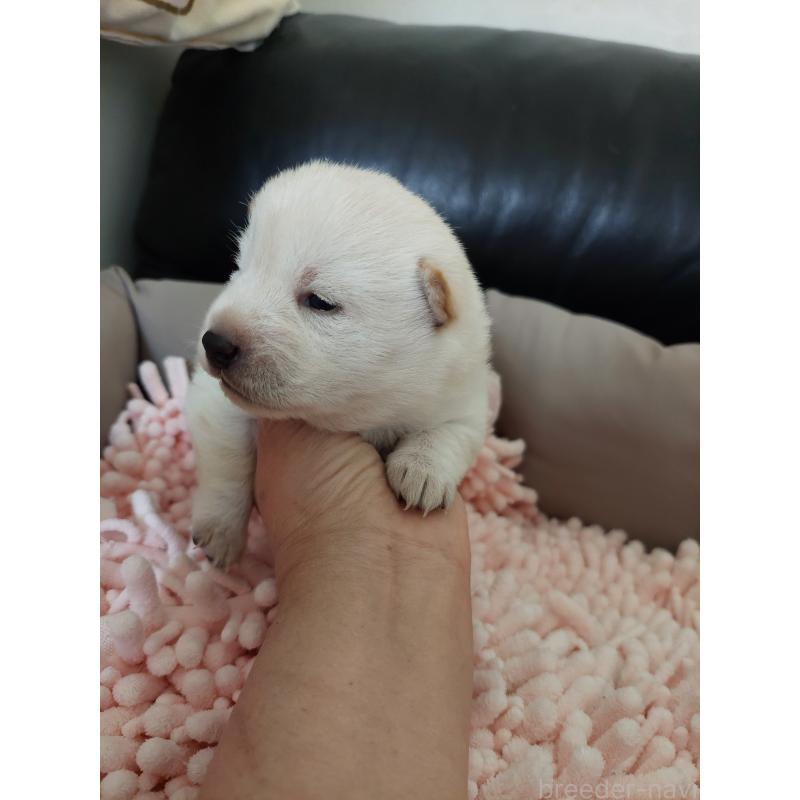 販売中の高知県の豆柴-438726の2枚目