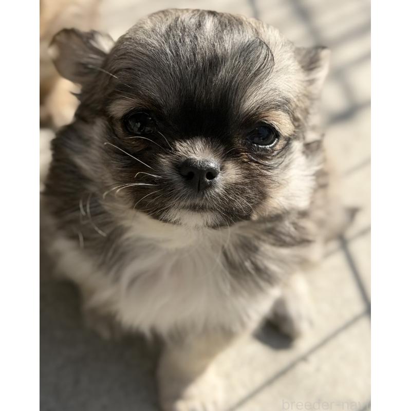 販売中の山梨県のチワワ(ロングコート)-431128の2枚目