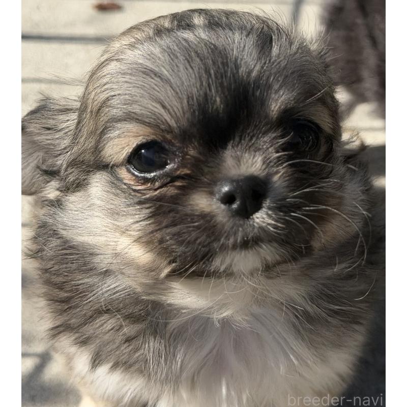 販売中の山梨県のチワワ(ロングコート)-431128の1枚目