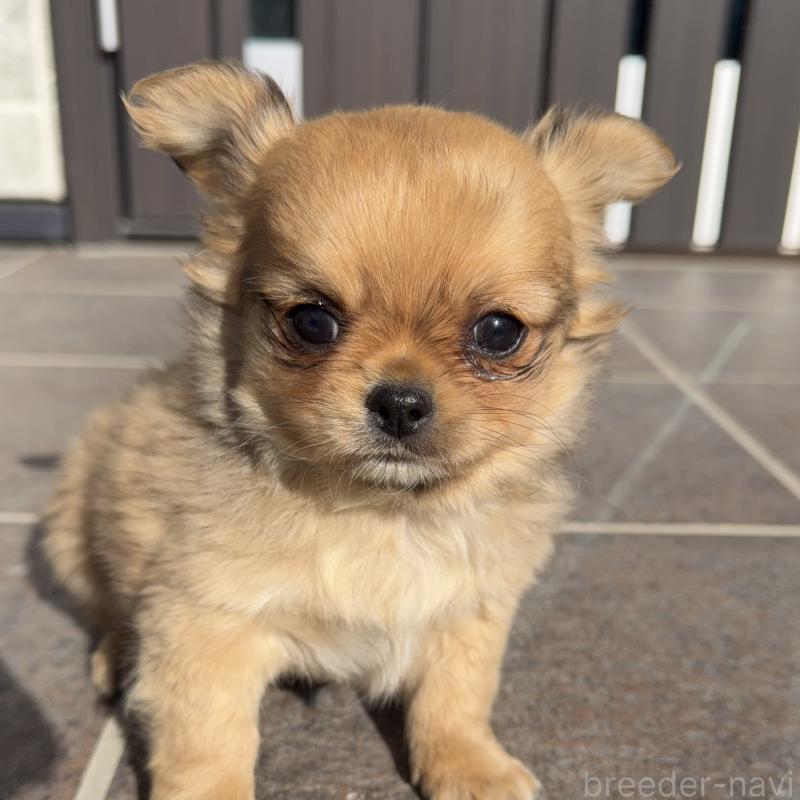 販売中の山梨県のチワワ(ロングコート)-431125の2枚目