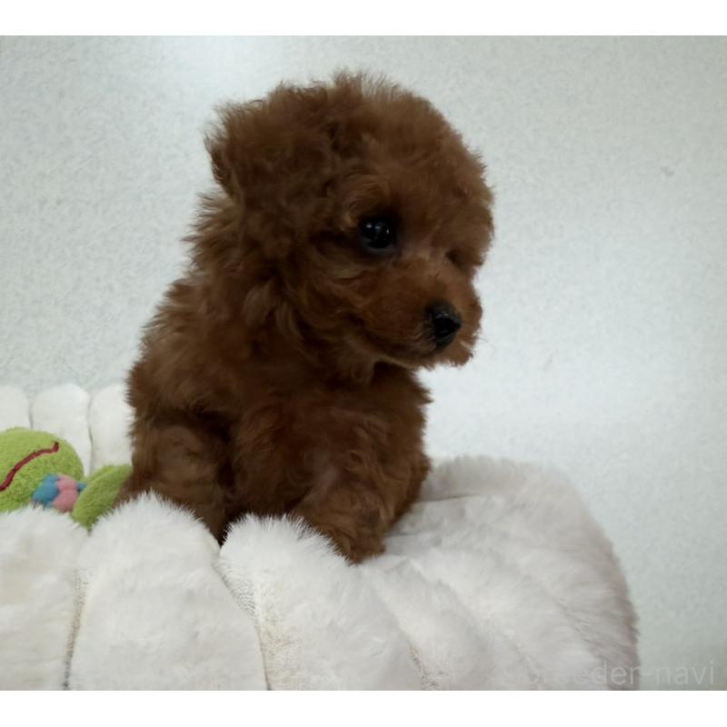 販売中の長崎県のタイニープードル-441725の6枚目