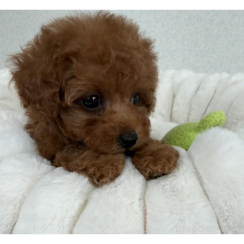 販売中の長崎県のタイニープードル-441725の5枚目