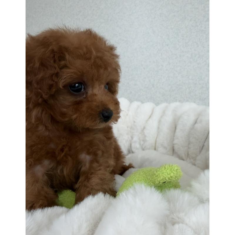 販売中の長崎県のタイニープードル-441725の4枚目