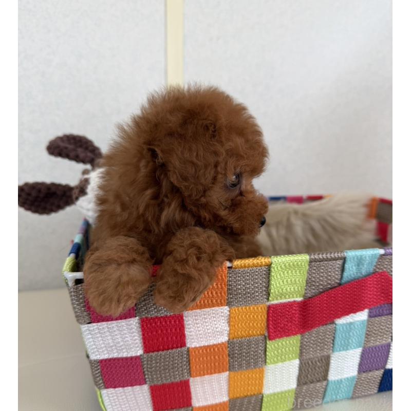 販売中の長崎県のタイニープードル-441725の3枚目