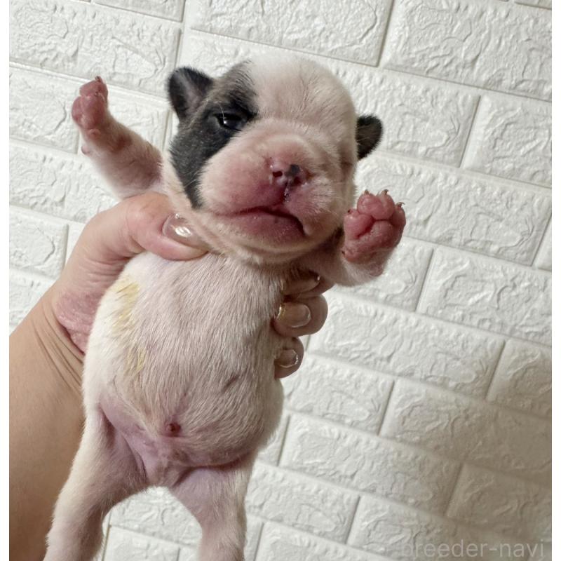 販売中の大阪府のフレンチブルドッグ-441726の3枚目