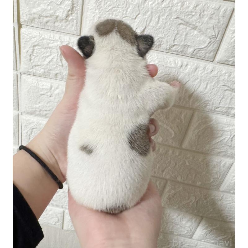 販売中の大阪府のフレンチブルドッグ-441726の2枚目