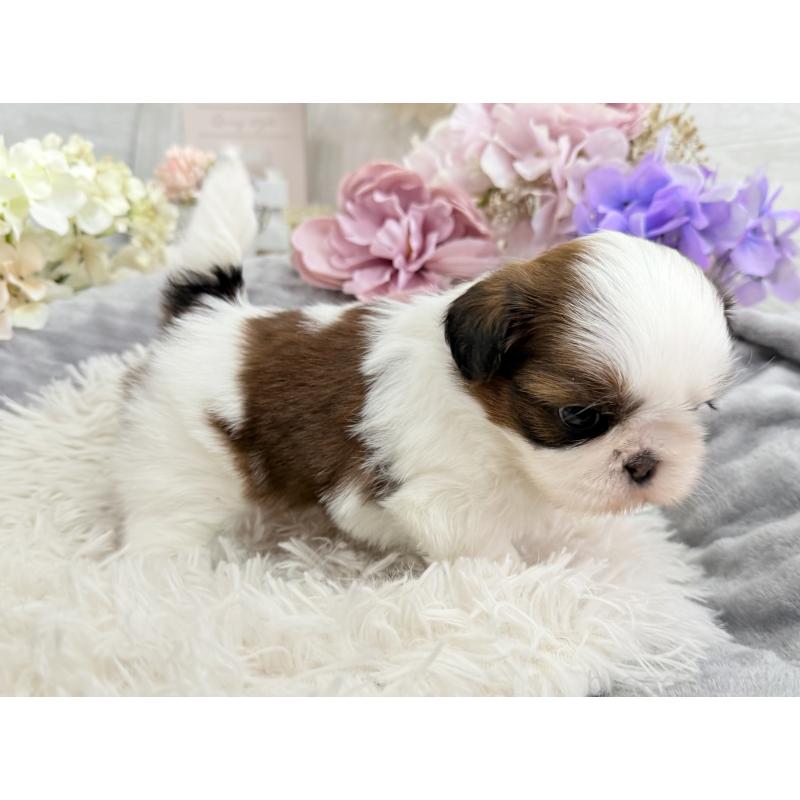 販売中の京都府のシーズー-441727の13枚目