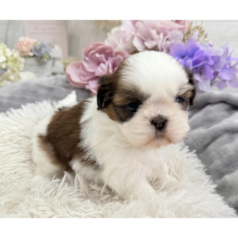 販売中の京都府のシーズー-441727の12枚目