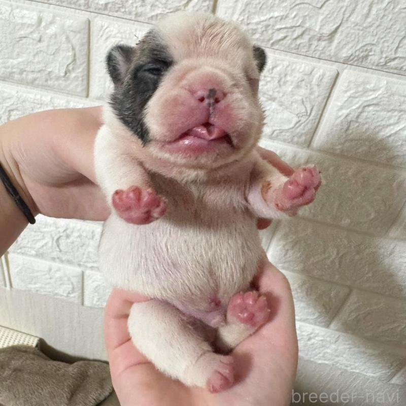 販売中の大阪府のフレンチブルドッグ-441726の1枚目