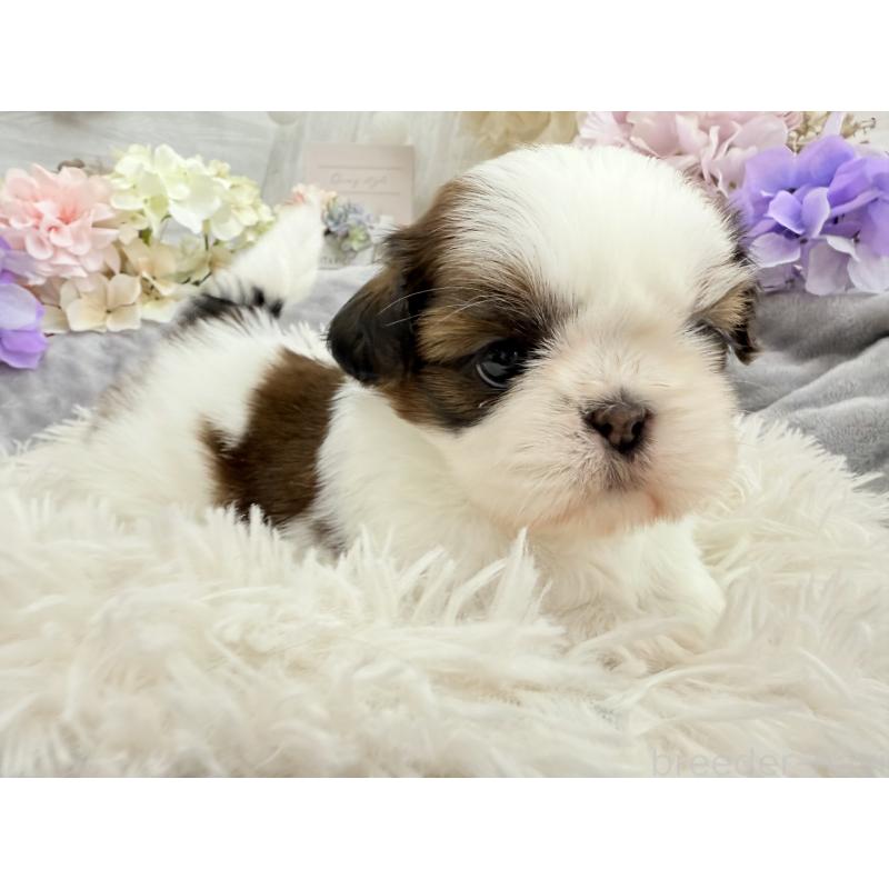 販売中の京都府のシーズー-441727の11枚目