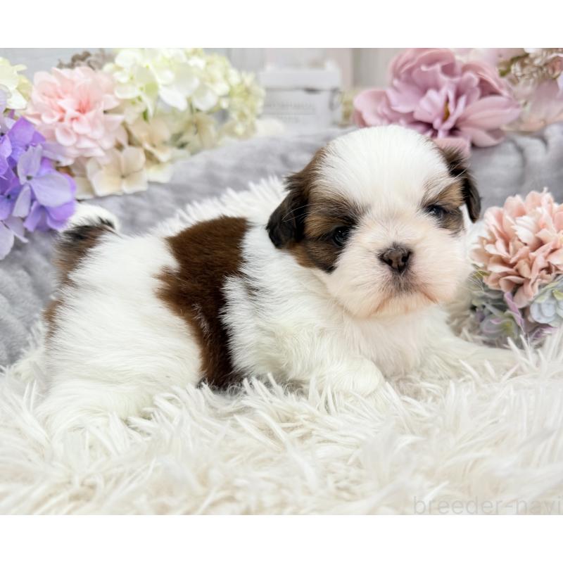 販売中の京都府のシーズー-441727の10枚目