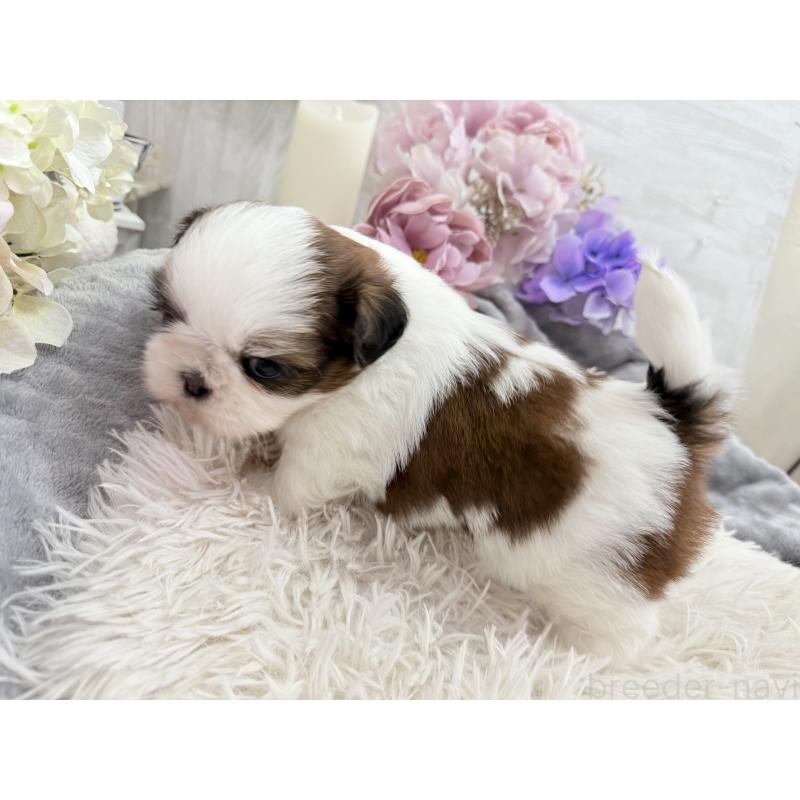 販売中の京都府のシーズー-441727の9枚目