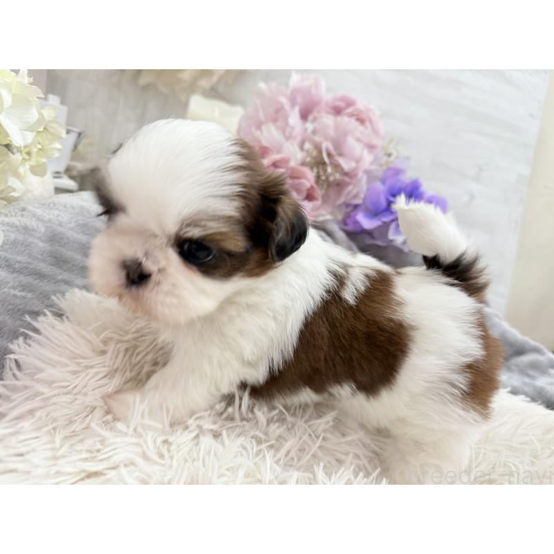 販売中の京都府のシーズー-441727の8枚目