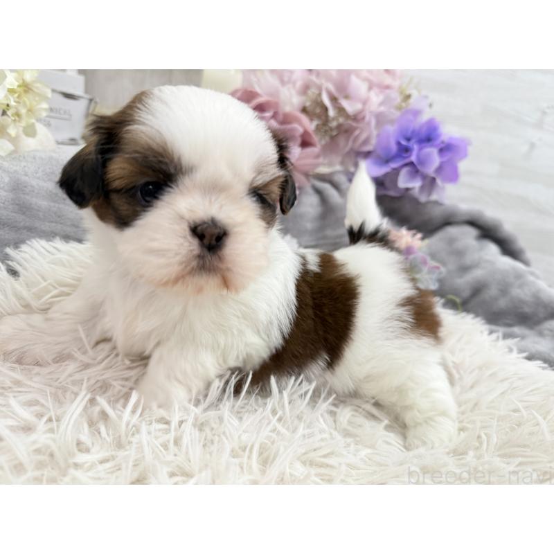 販売中の京都府のシーズー-441727の7枚目