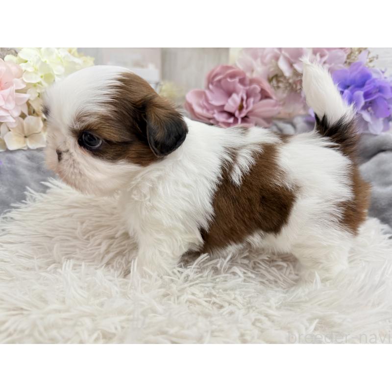 販売中の京都府のシーズー-441727の6枚目