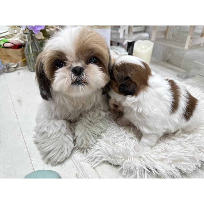 販売中の京都府のシーズー-441727の5枚目