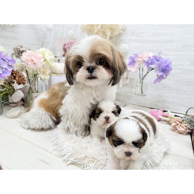 販売中の京都府のシーズー-441727の4枚目