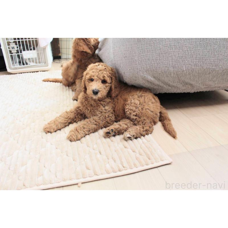 販売中の千葉県のスタンダードプードル-439250の7枚目