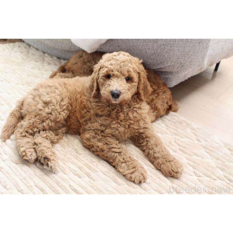 販売中の千葉県のスタンダードプードル-439250の6枚目