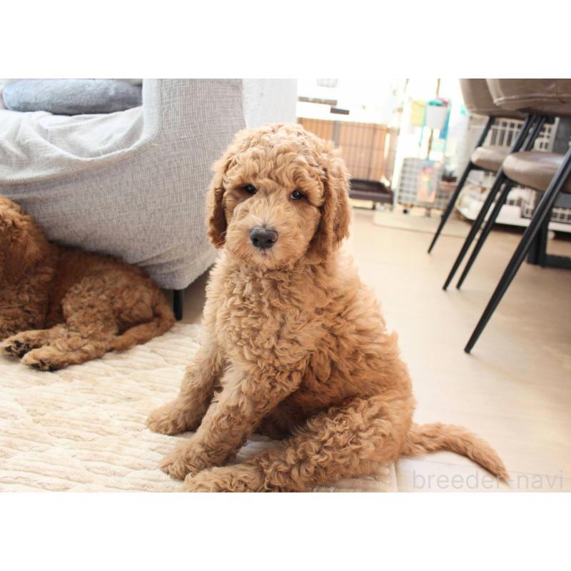 販売中の千葉県のスタンダードプードル-439250の3枚目